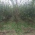 石榴苗1~3年石榴树苗:石榴苗:泰山红石榴苗:石榴树苗