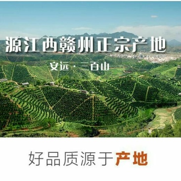 纽荷尔脐橙70~75mm