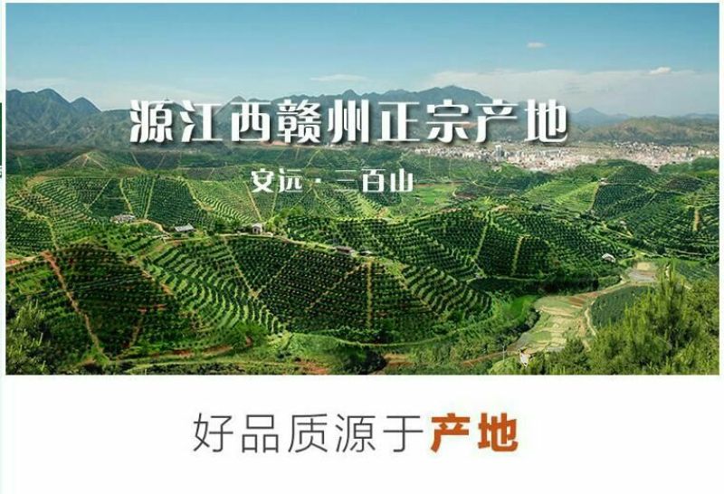 纽荷尔脐橙70~75mm