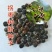 拐枣树苗50~80cm