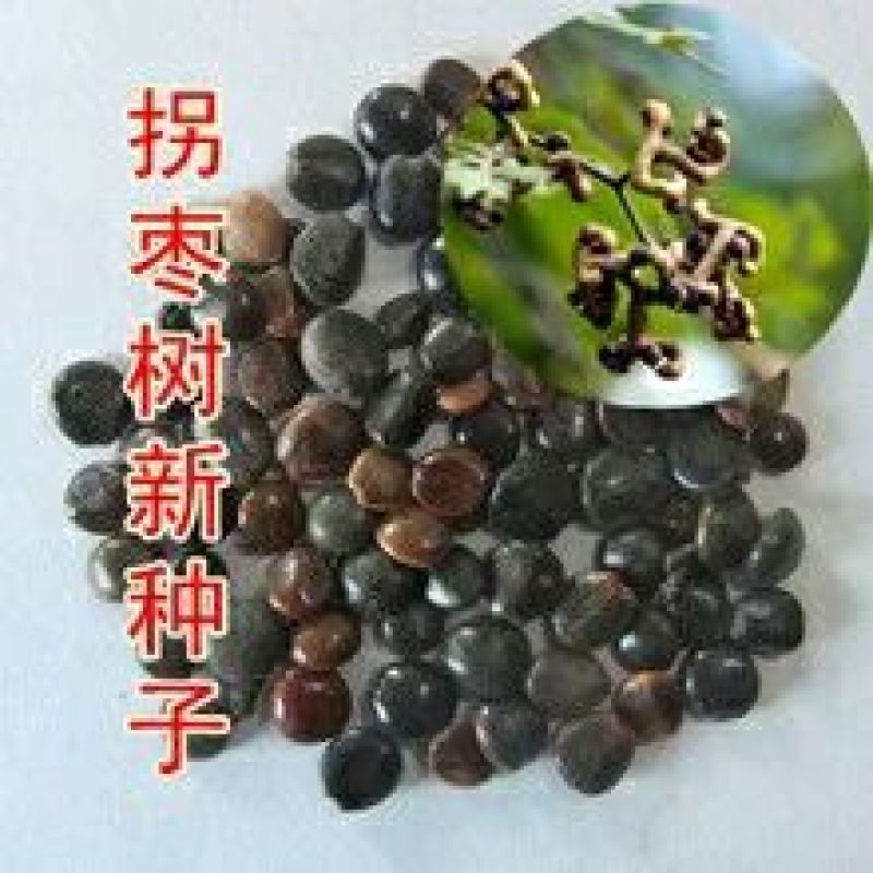 拐枣树苗50~80cm