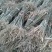 拐枣树苗50~80cm