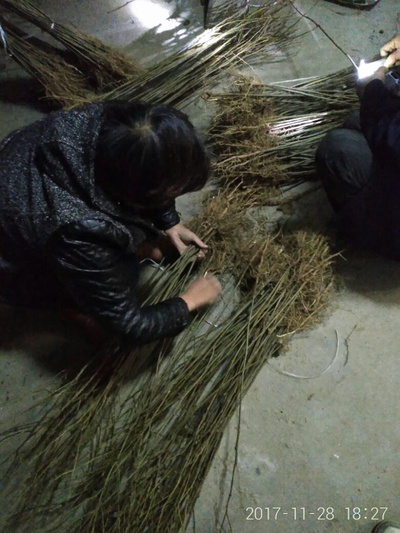 拐枣树苗50~80cm