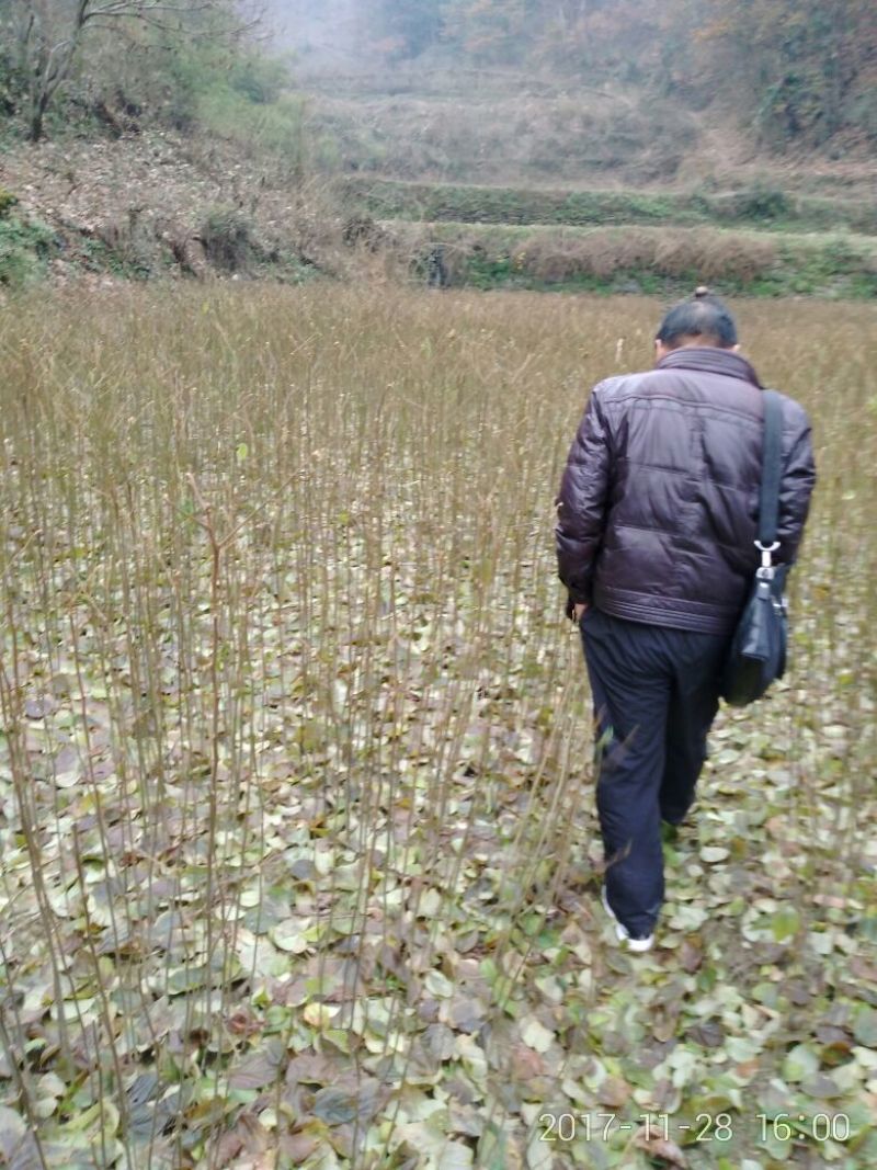 拐枣树苗50~80cm