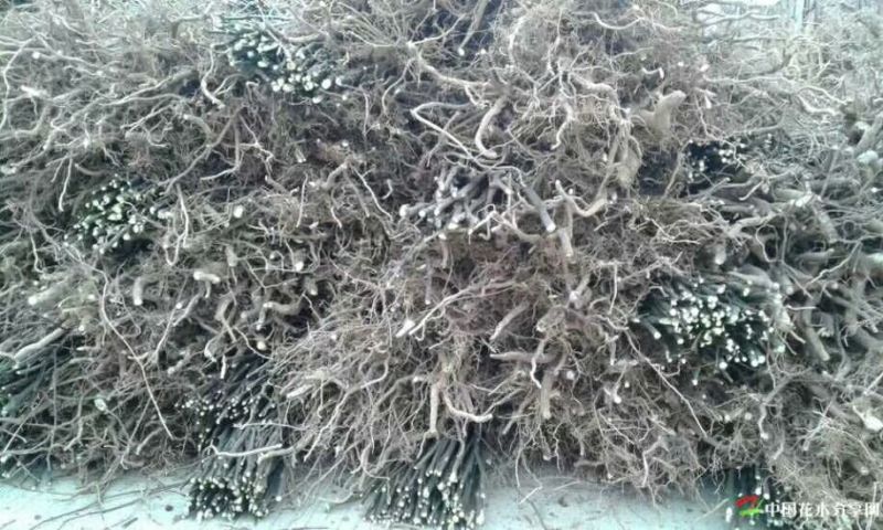 拐枣树苗50~80cm