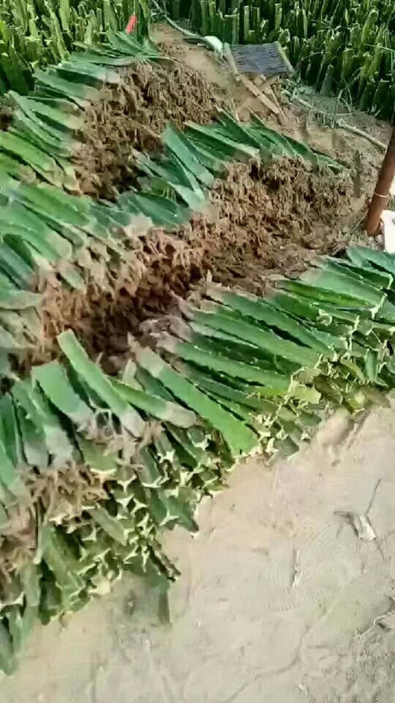红心火龙果苗红皮红肉火龙果苗