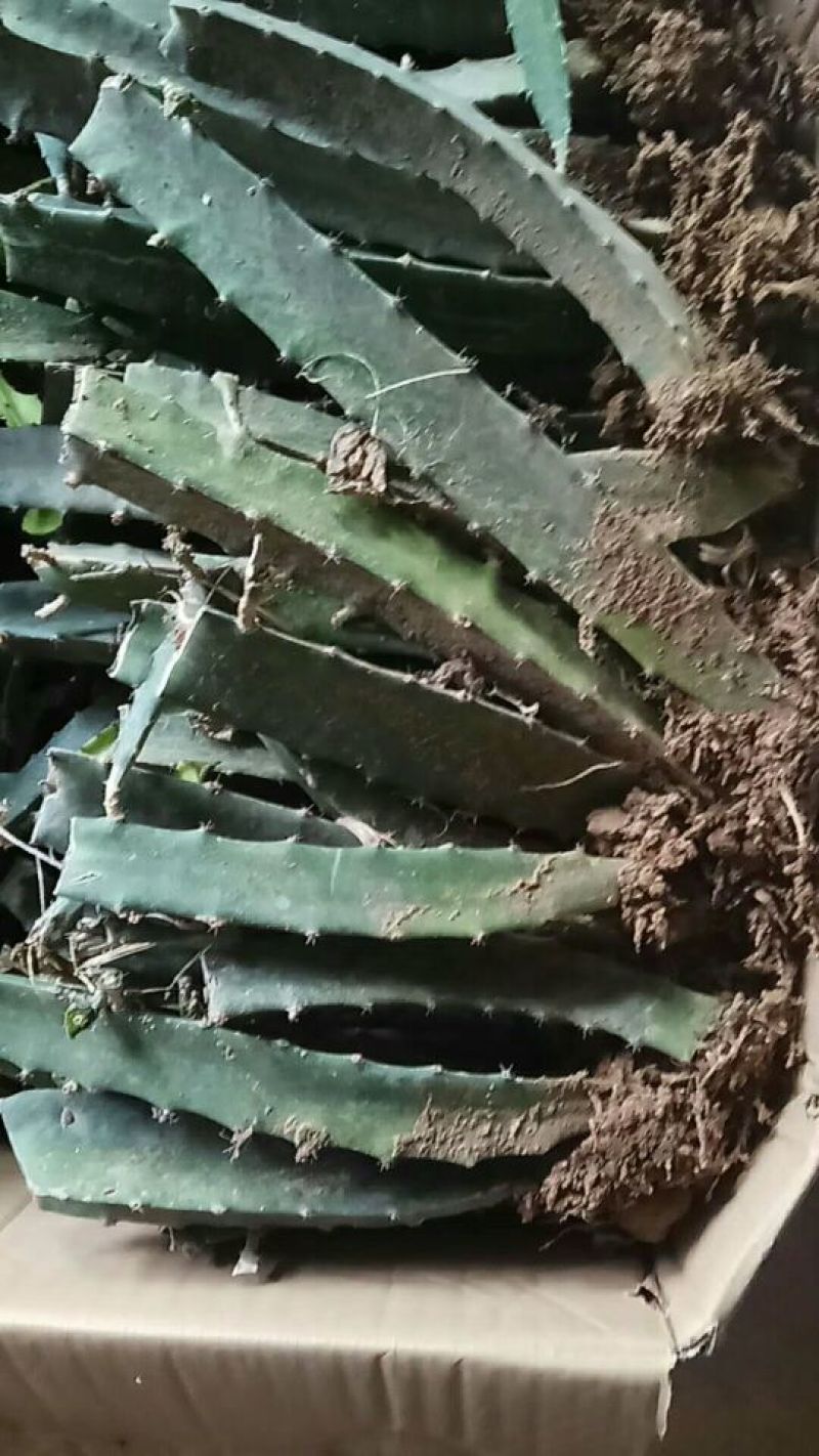 红心火龙果苗红皮红肉火龙果苗