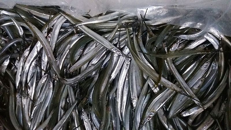 剑鱼针鱼、针嘴鱼