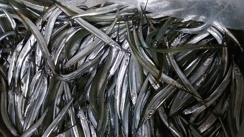 剑鱼针鱼、针嘴鱼