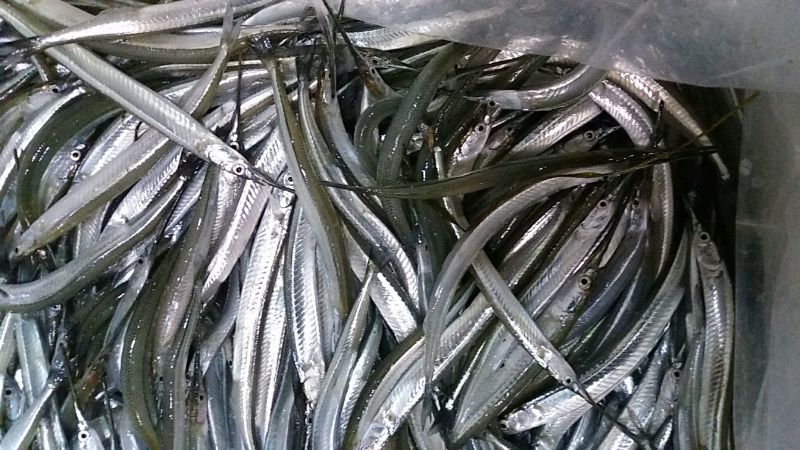 剑鱼针鱼、针嘴鱼