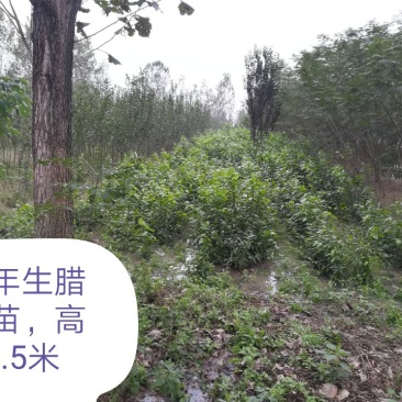 腊梅2cm以下4cm以下1.5~2米