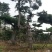 造型松14公分