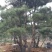 造型松14公分
