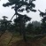 造型松14公分