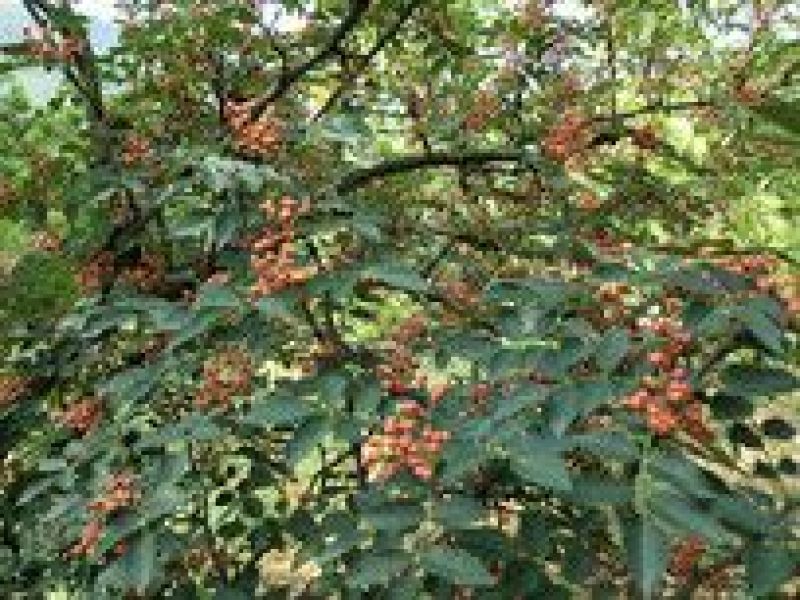 山西花椒苗大红袍花椒苗1~2年产量高成活率高