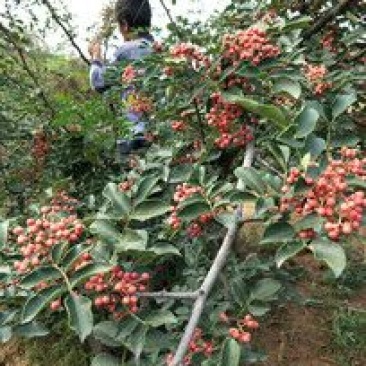 山西花椒苗大红袍花椒苗1~2年产量高成活率高