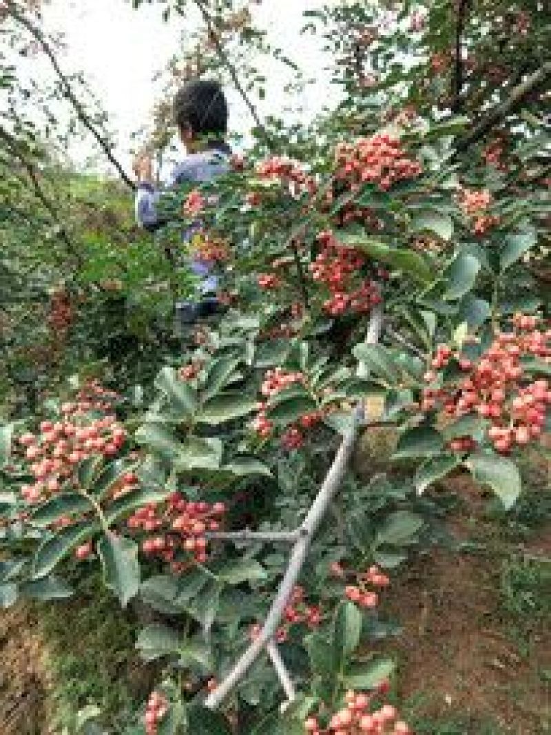 山西花椒苗大红袍花椒苗1~2年产量高成活率高