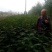 山西花椒苗大红袍花椒苗1~2年产量高成活率高