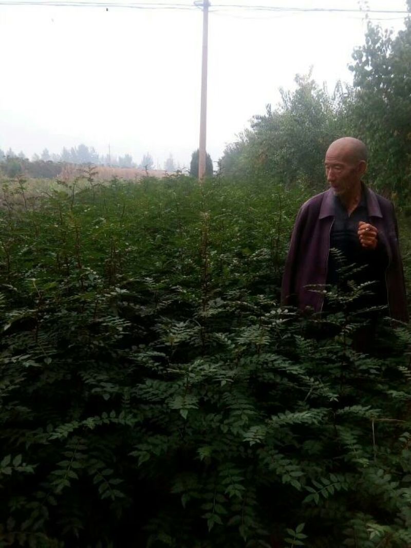 山西花椒苗大红袍花椒苗1~2年产量高成活率高