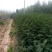 山西花椒苗大红袍花椒苗1~2年产量高成活率高