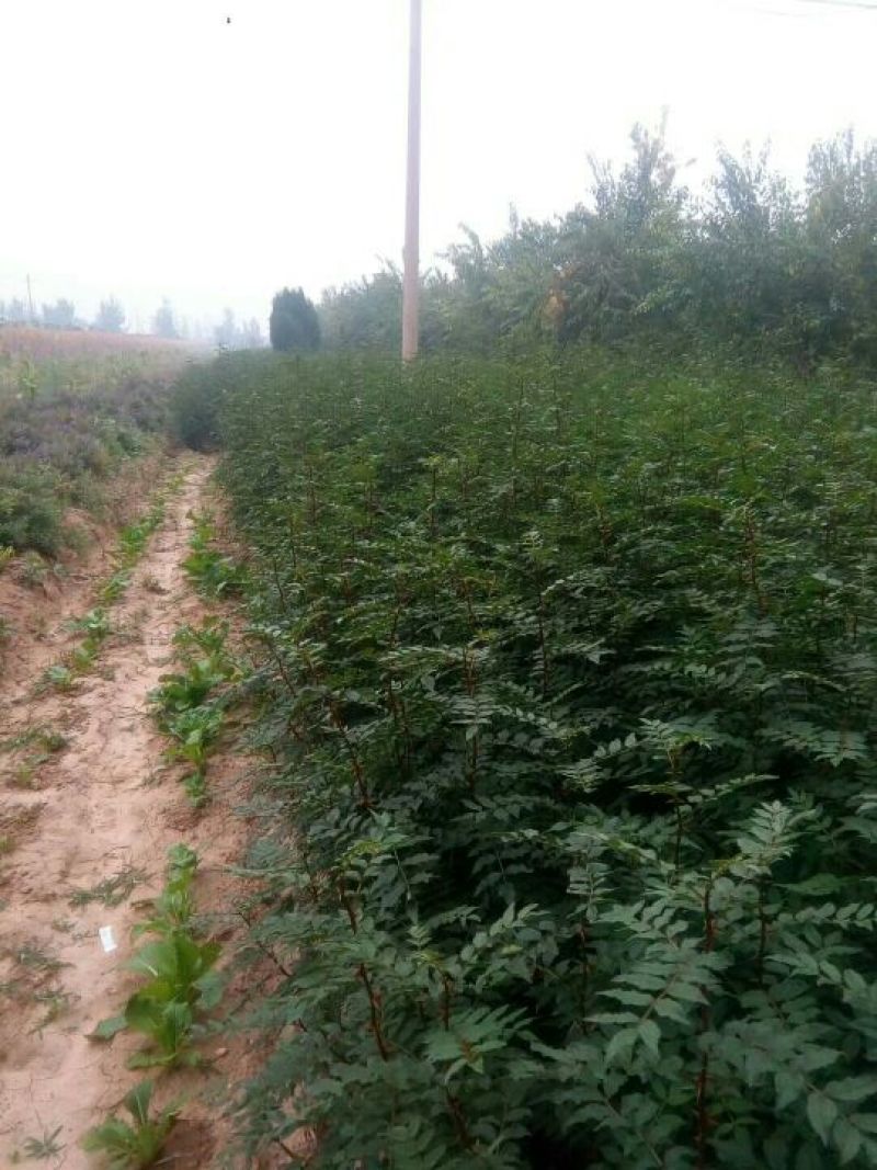 山西花椒苗大红袍花椒苗1~2年产量高成活率高