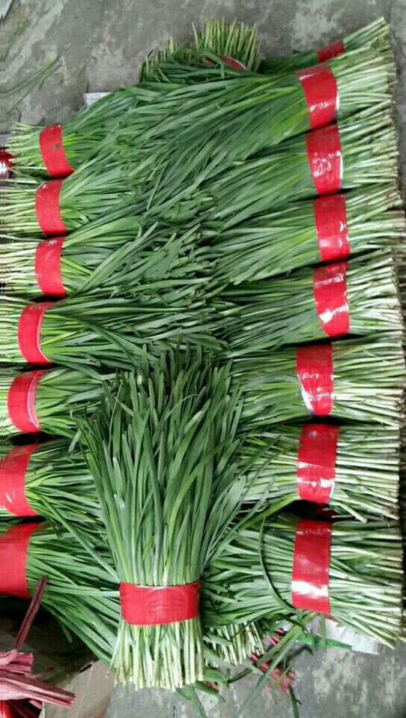 韭菜寿光韭菜大量上市，新鲜，现割现发，嫩，质量有保障