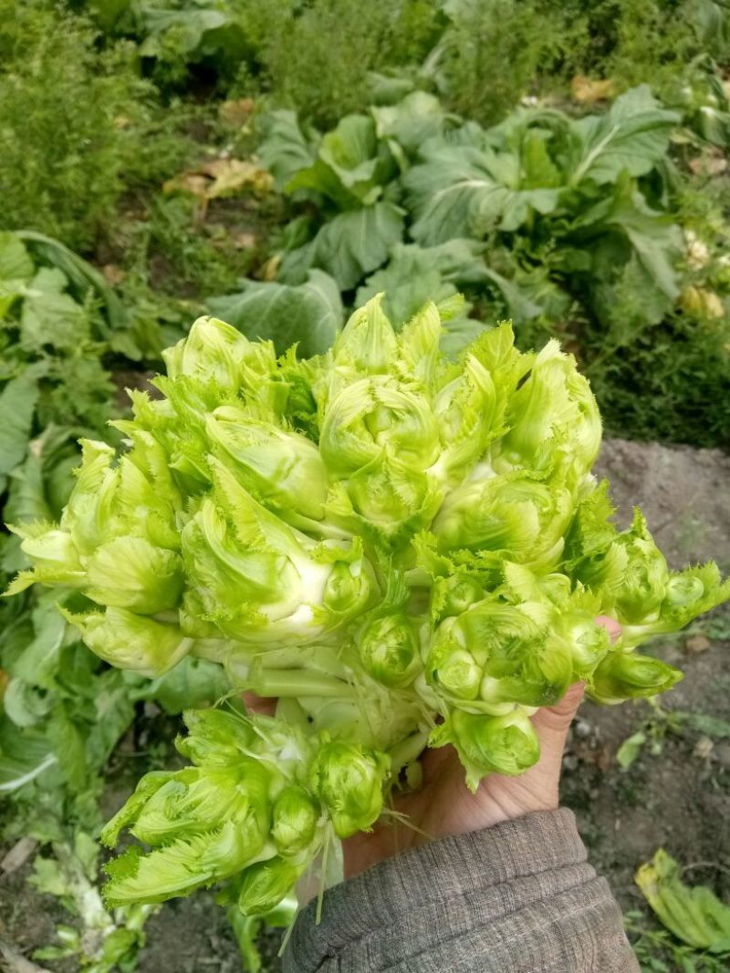 儿菜5两以上