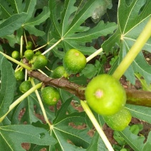 布兰瑞克无花果树苗免费提供种植技术，基地直供