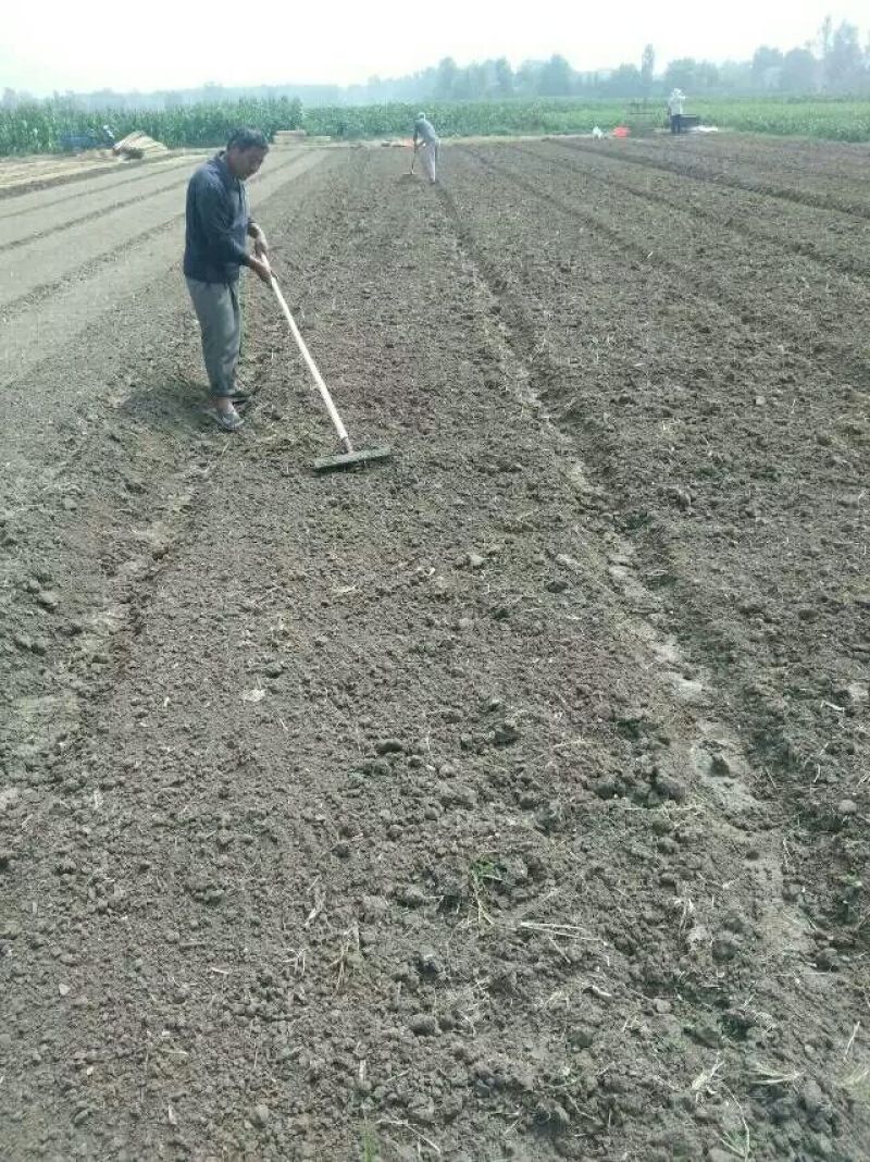 预定洋葱苗紫皮，黄皮1000斤起批