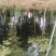 冬笋3两以上