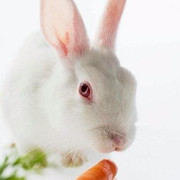 獭兔种兔1kg以下
