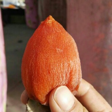 柿饼1~2两