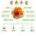 柿饼1~2两