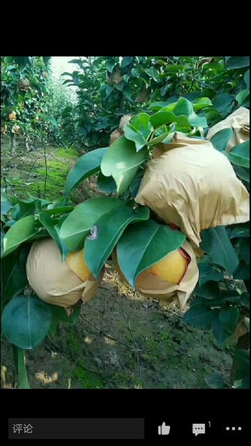 晚秋黄梨树