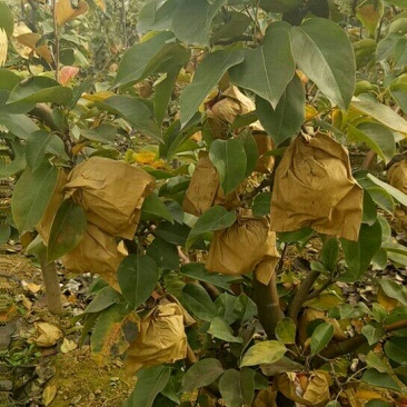 晚秋黄梨树