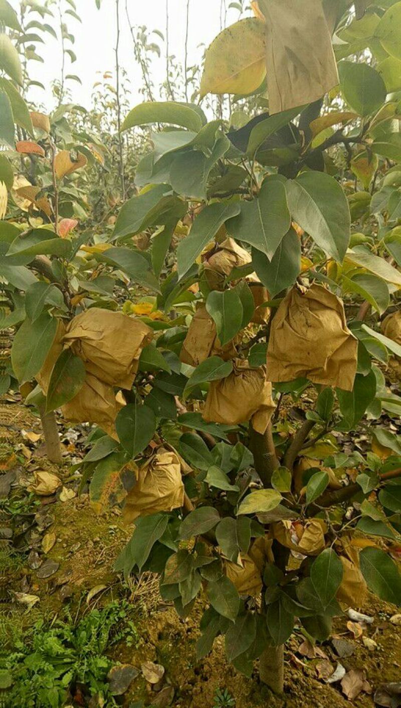 晚秋黄梨树