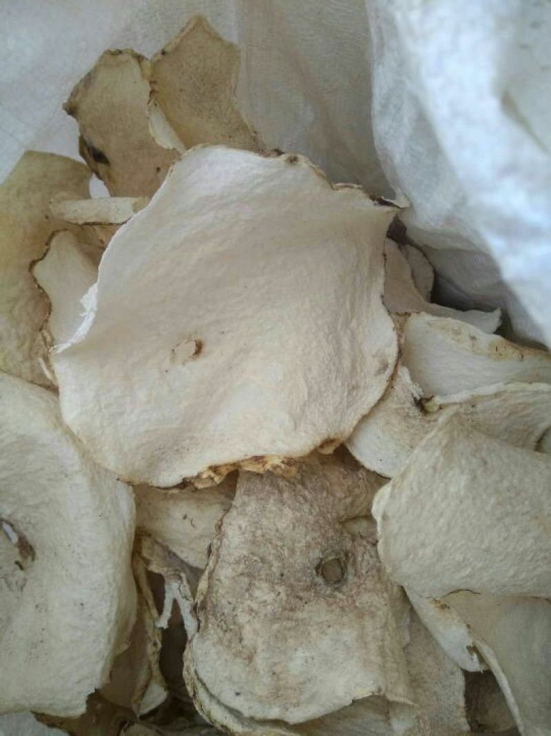 野菊花散装
