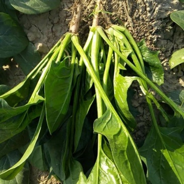 大叶菠菜20~25厘米