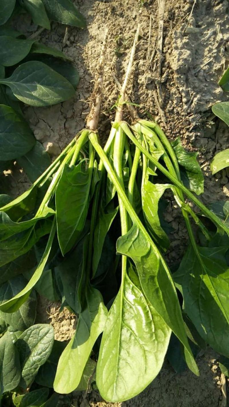 大叶菠菜20~25厘米