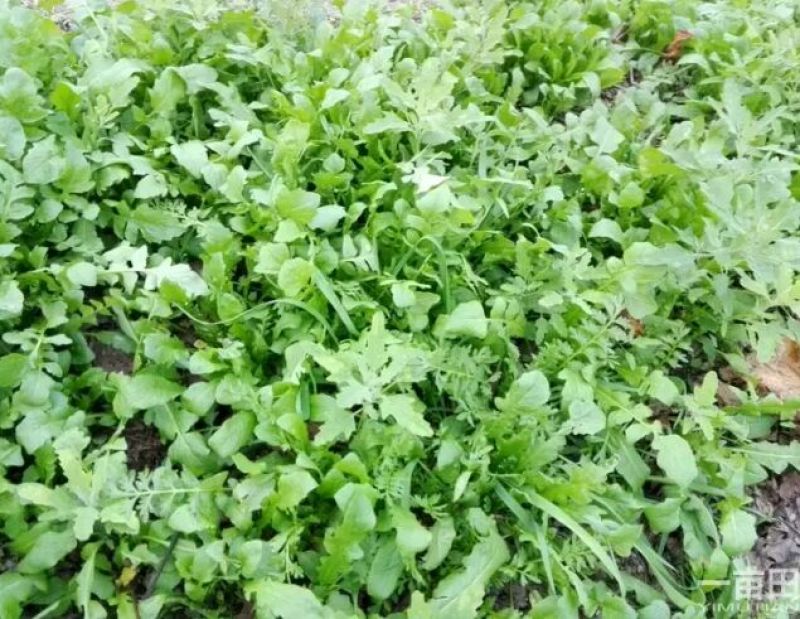 荠菜5~10cm