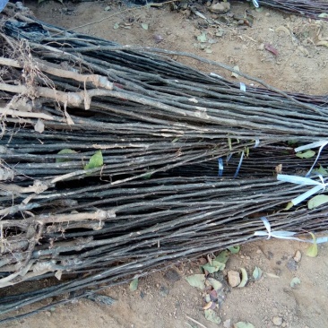 农户自己种植玉露香梨树苗低价销售中独根花根都有。
