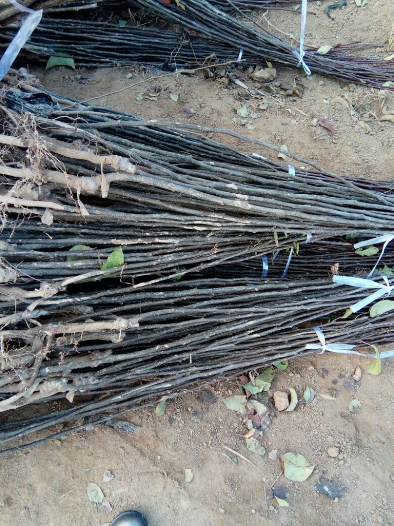 农户自己种植玉露香梨树苗低价销售中独根花根都有。