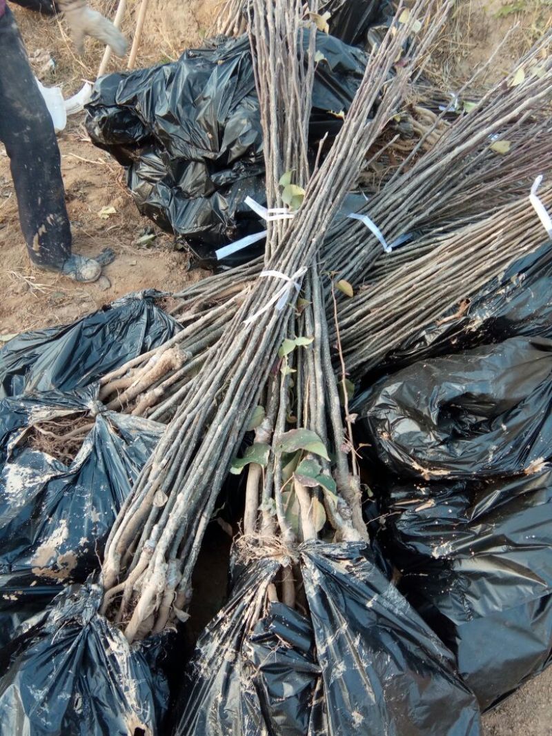 农户自己种植玉露香梨树苗低价销售中独根花根都有。