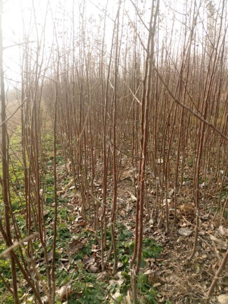 苹果树苗80cm