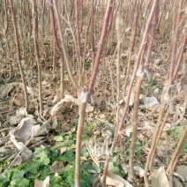 苹果树苗80cm