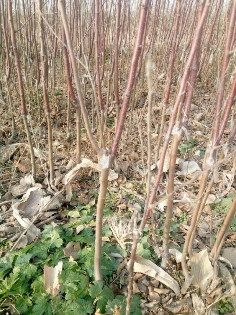 苹果树苗80cm