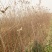 苹果树苗80cm