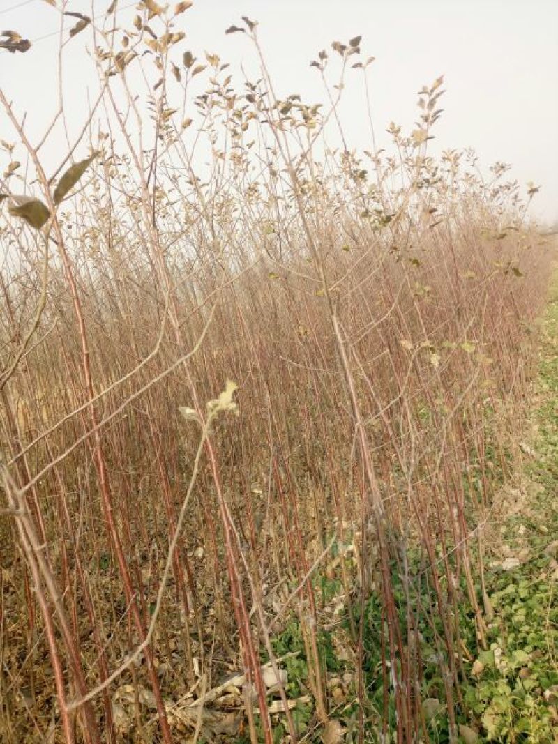 苹果树苗80cm