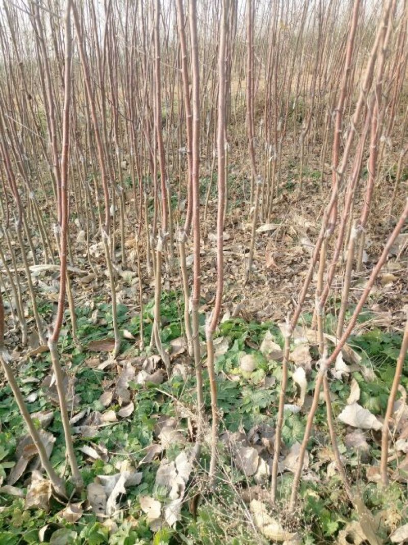苹果树苗80cm