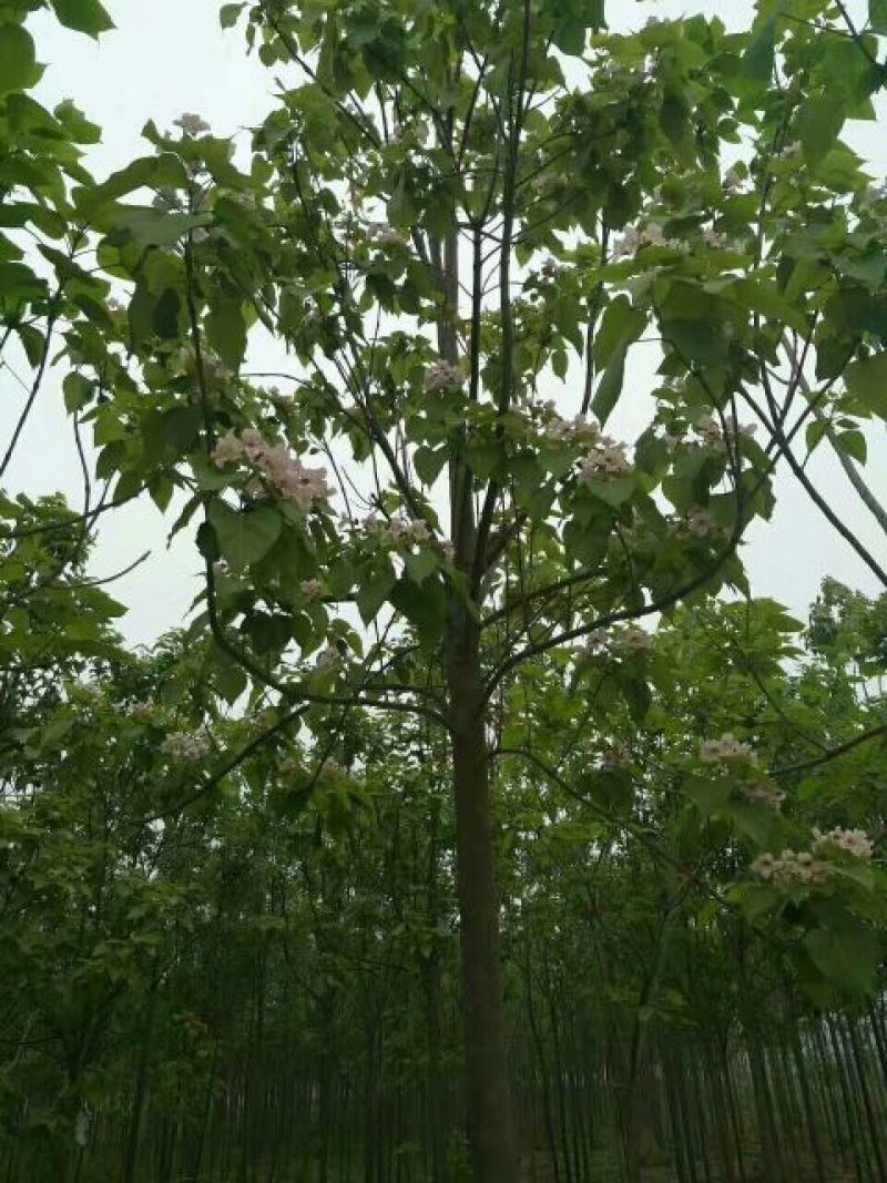 楸树10~20cm